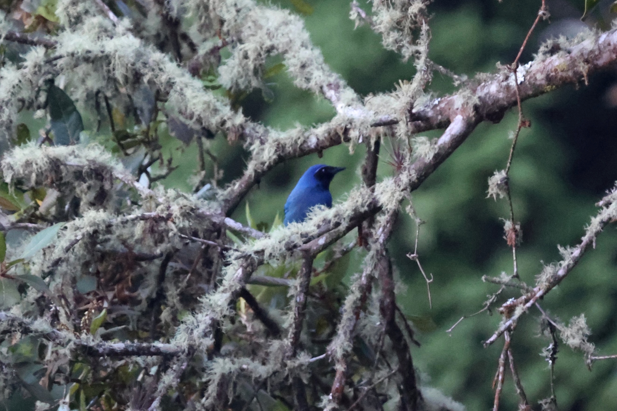 Black-throated Jay (Cyanolyca pumilo), photo 6