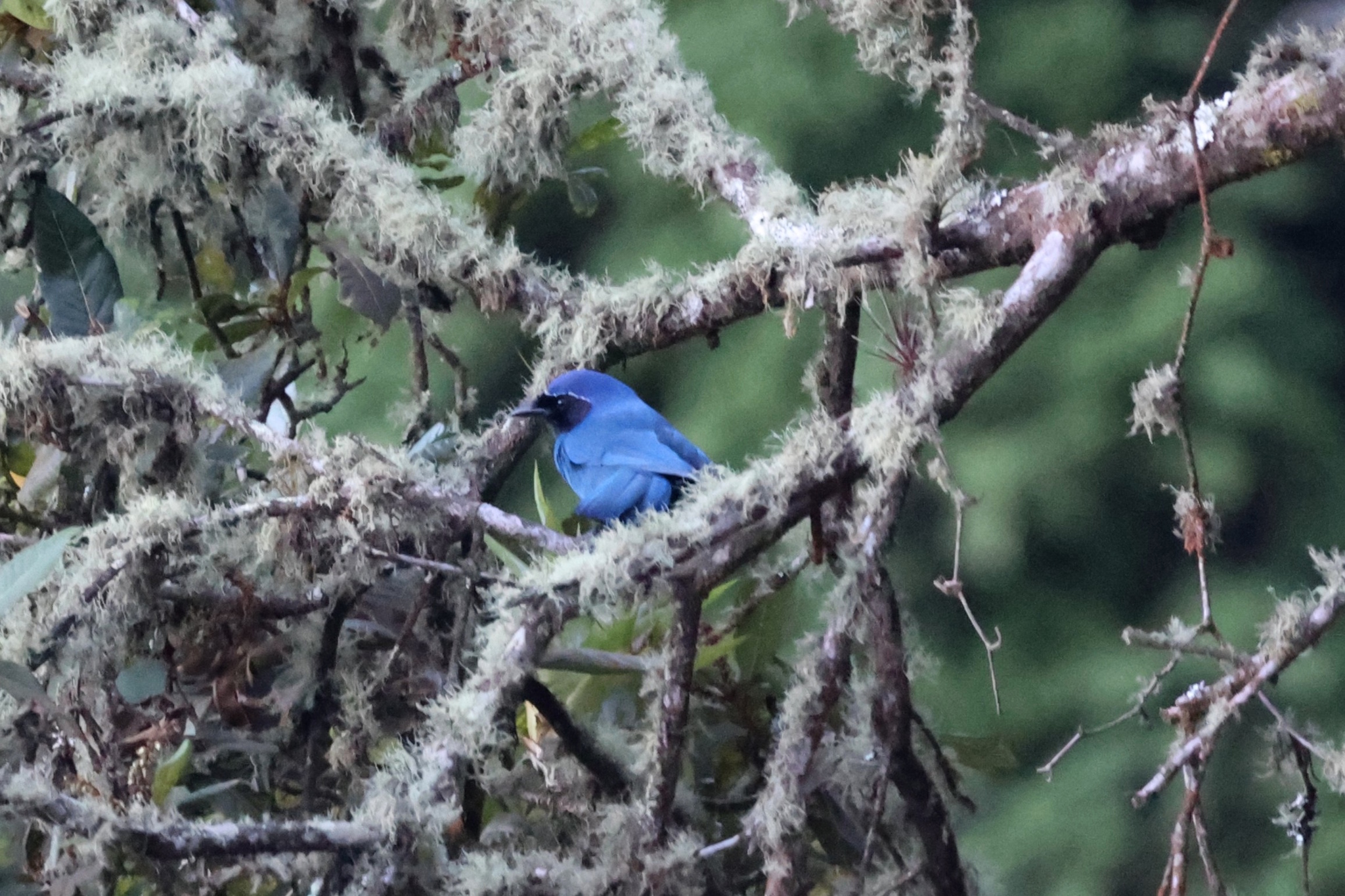 Black-throated Jay (Cyanolyca pumilo), photo 4