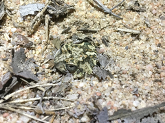 Pleurodema brachyops