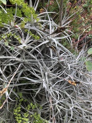 Tillandsia paleacea