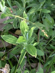 Helichrysum odoratissimum