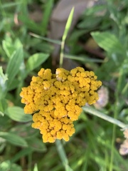 Helichrysum odoratissimum