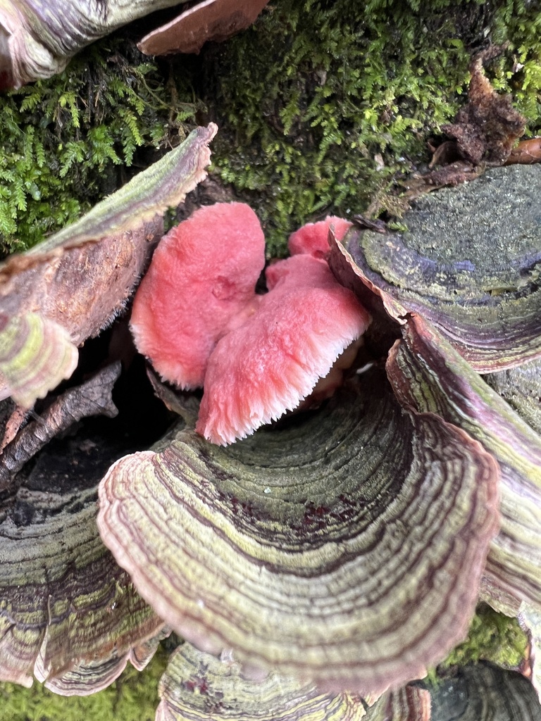 Phlebia incarnata · December 2025 · photo: © annegp (iNaturalist, cc0)