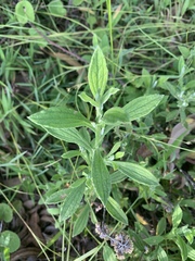 Helichrysum odoratissimum