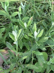 Helichrysum odoratissimum