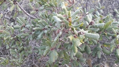 Quercus durata durata