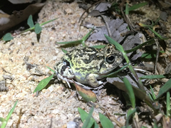 Pleurodema brachyops