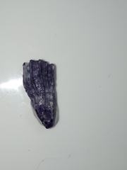 Austrobalanus imperator