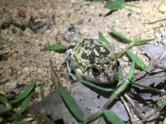 Pleurodema brachyops