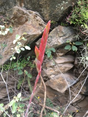 Tillandsia cauligera