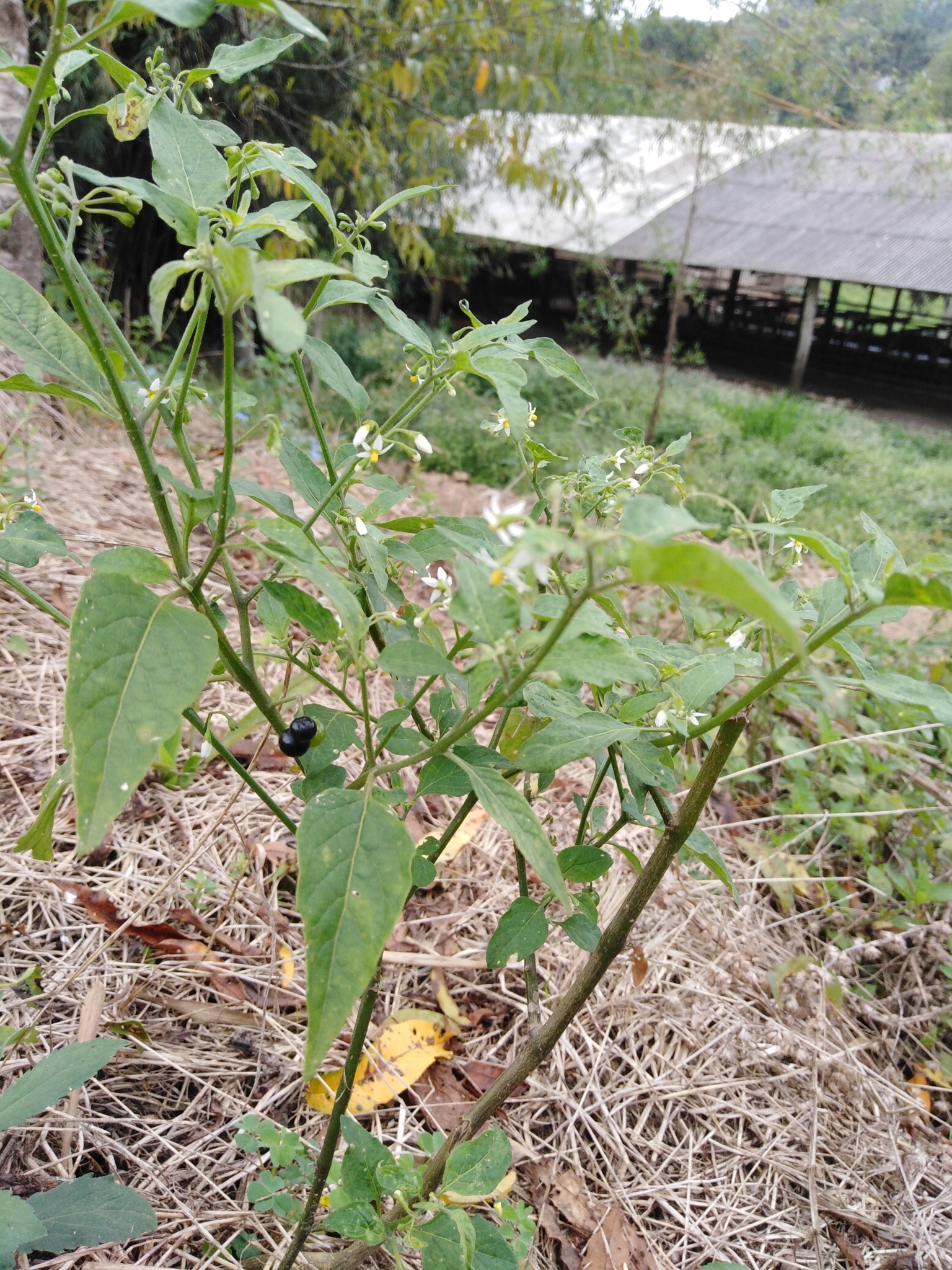 Solanum americanum
