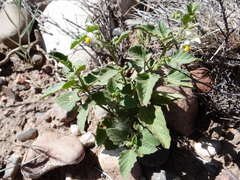 Solanum tweedianum