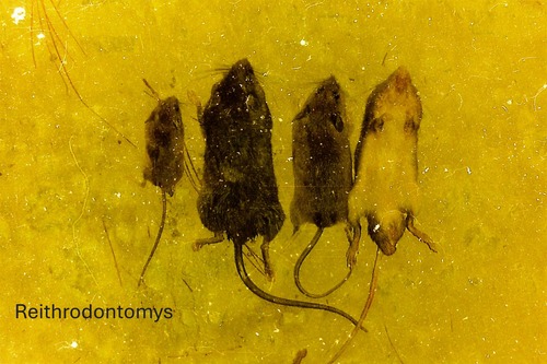 Southern Harvest Mouse (Reithrodontomys australis) — Data Deficient Mammalia