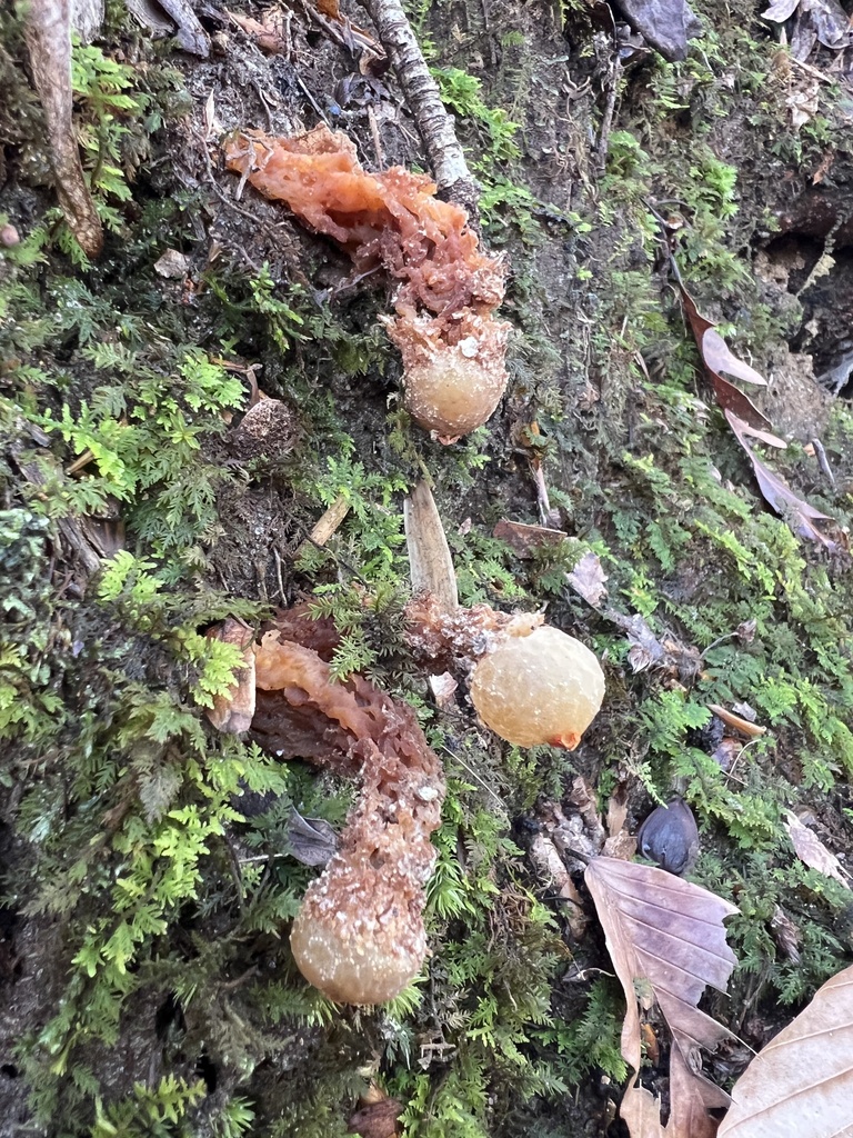 Calostoma ravenelii · December 2025 · photo: © annegp (iNaturalist, cc0)