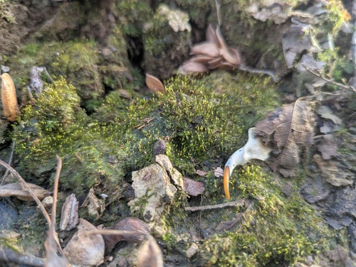 Pygmy Pocket-Moss (Fissidens exilis)
