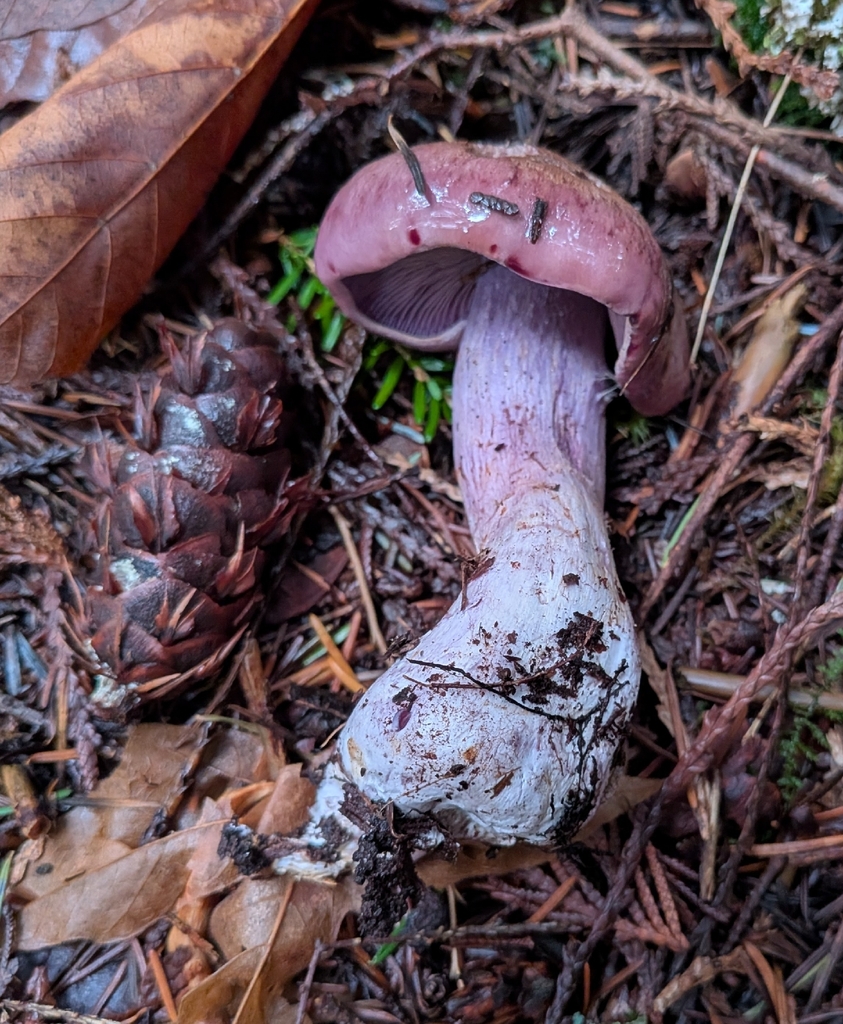 Phlegmacium spadicellum