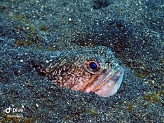 Trachinocephalus