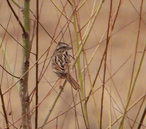 Song Sparrow photographed in Alabama