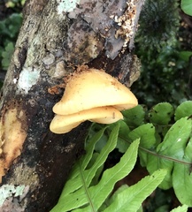 Crepidotus praecipuus