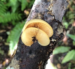 Crepidotus praecipuus