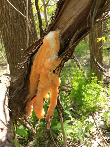 deer vomit