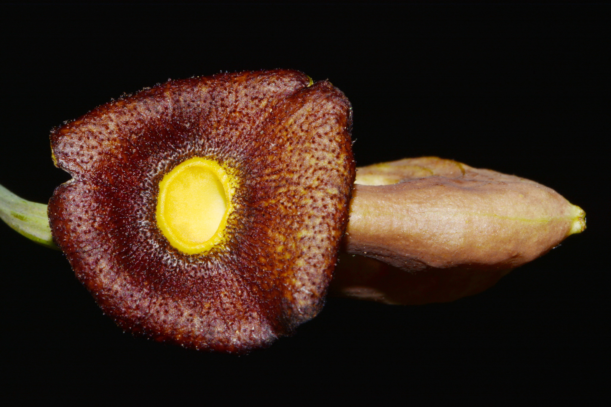 Pipevine (Aristolochia macrophylla)