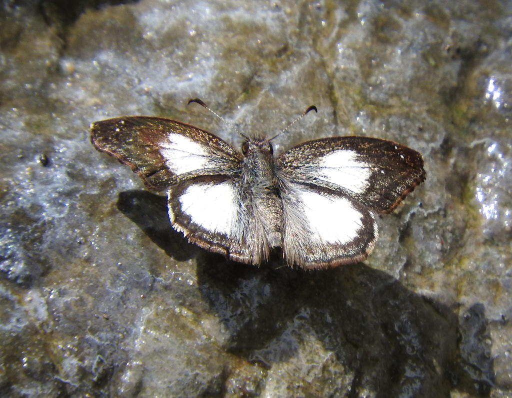 Bralus