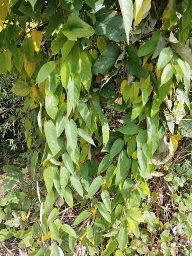 Broussonetia kaempferi iNat (3)