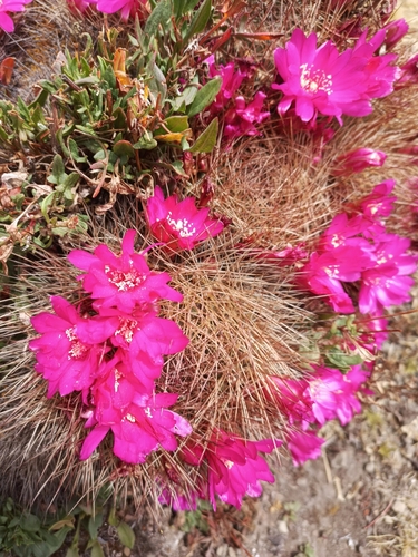 Weingartia tiraquensis