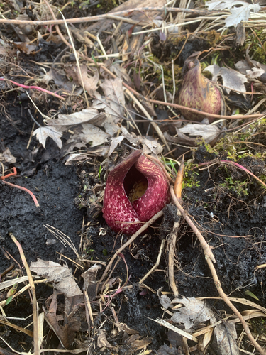 iNaturalist observation photo of Eastern Skunk Cabbage