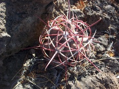 Ferocactus emoryi emoryi