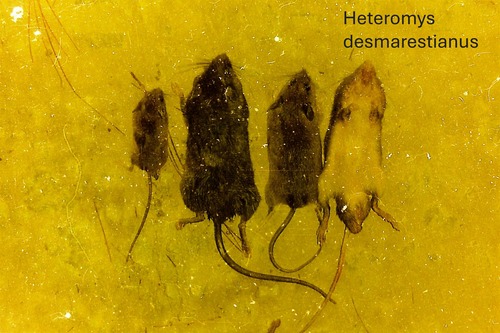 Desmarest's Spiny Pocket Mouse (Heteromys desmarestianus)