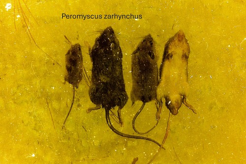 Chiapan Deer Mouse (Peromyscus zarhynchus) — Vulnerable Mammalia