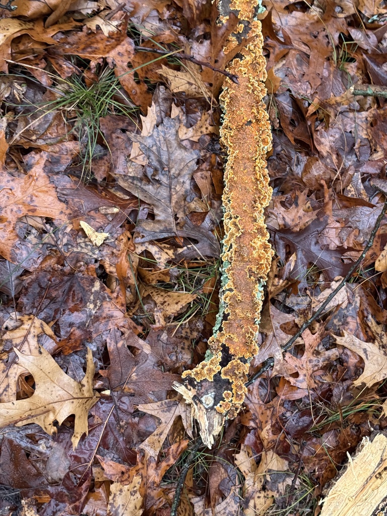 Stereum complicatum · December 2025 · photo: © gwt2102 (iNaturalist, cc-by-nc)