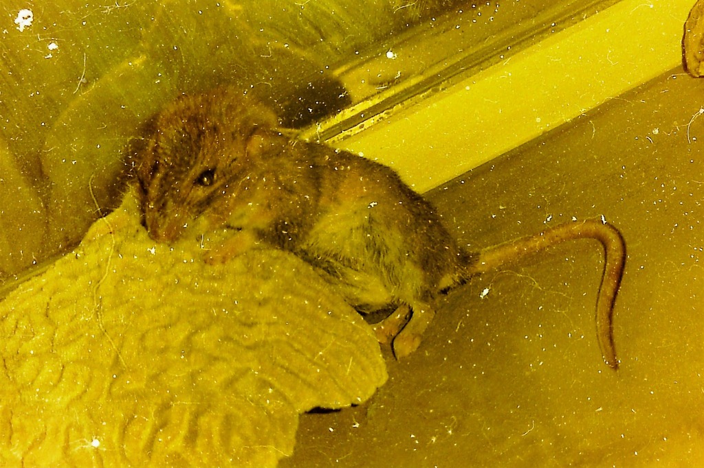 Mexican Woodrat