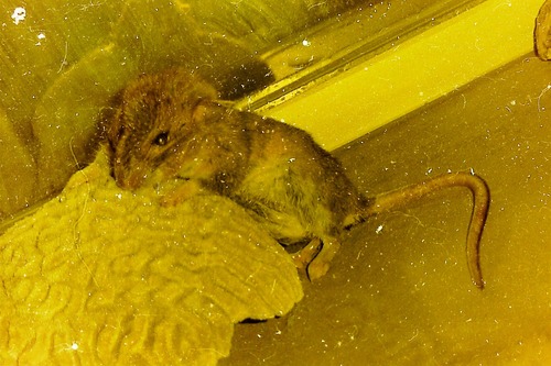 Guatemala Woodrat (Neotoma ferruginea)