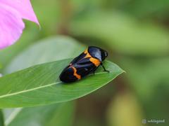 Cosmoscarta abdominalis