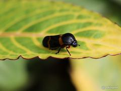 Cosmoscarta abdominalis