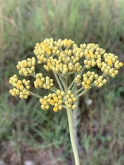 Helichrysum opacum
