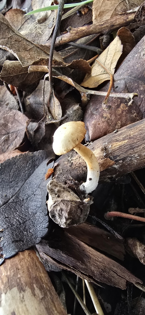 Tubaria sp. 'abramsii-PNW01'
