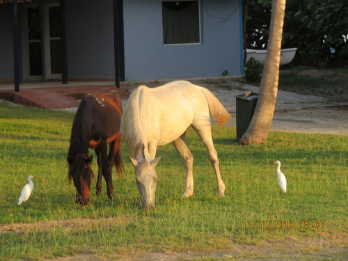 Cayo de Guá