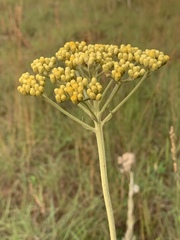 Helichrysum opacum