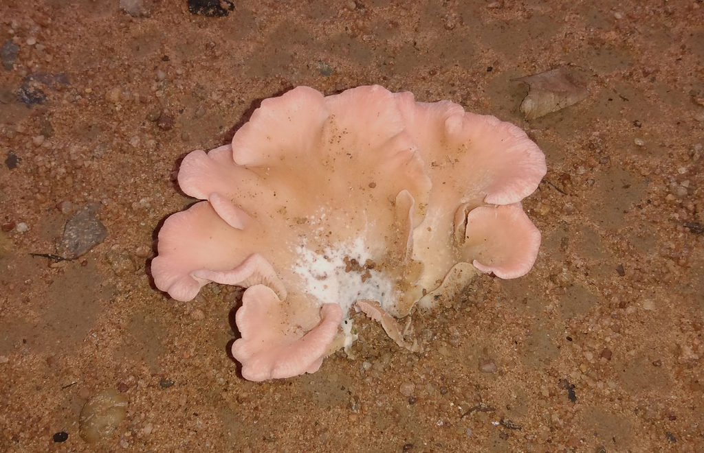 Pleurotus djamor · January 2020 · photo: © siddantas (iNaturalist, cc-by-sa)