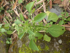 Acalypha indica