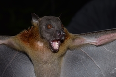 Greater Musky Fruit Bat photo 4