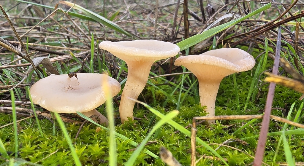 Clitocybe sp. 'rivulosa-PNW07' · December 2025 · photo: © leannestacy (iNaturalist, cc0)