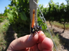Scaphura elegans