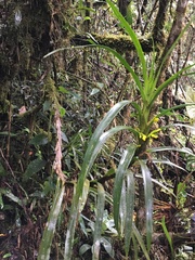Maxillaria aurea