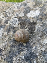 Xerarionta intercisa