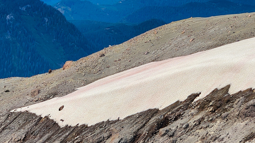 watermelon snow (Chlamydomonas nivalis)